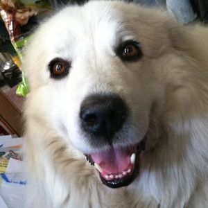 Meet your Posher, Julie